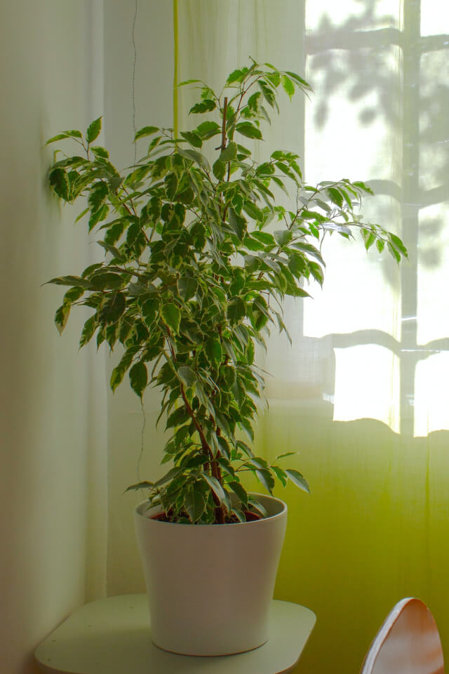 plants-shop-product-gallery-img-10 Aralia Ming - Image 2