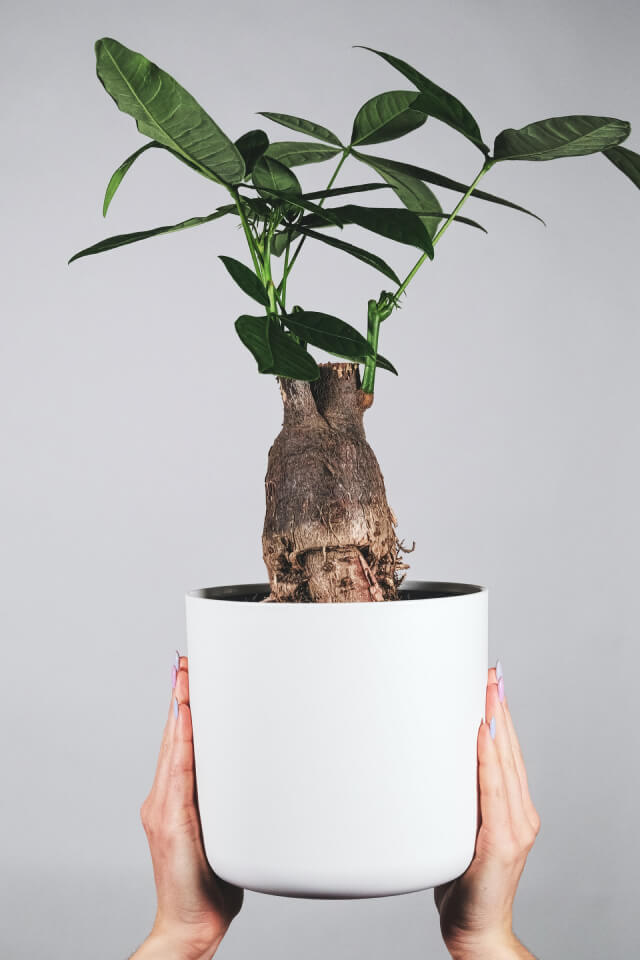 plants-shop-product-gallery-img-17 Pachira Braid - Image 2