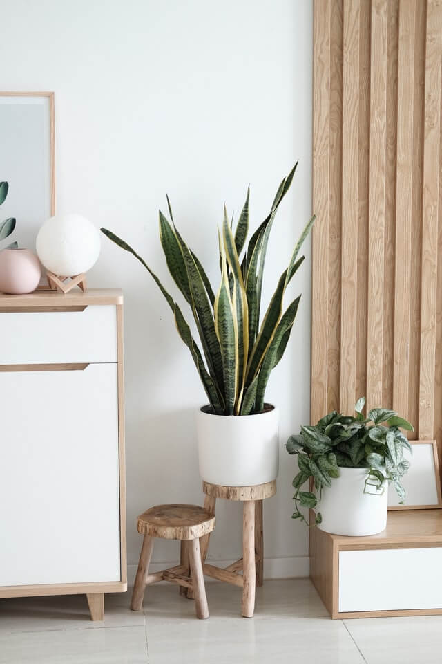 plants-shop-product-gallery-img-8 Sansevieria Golden Flame - Image 2