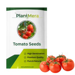 Organic Tomato Seeds