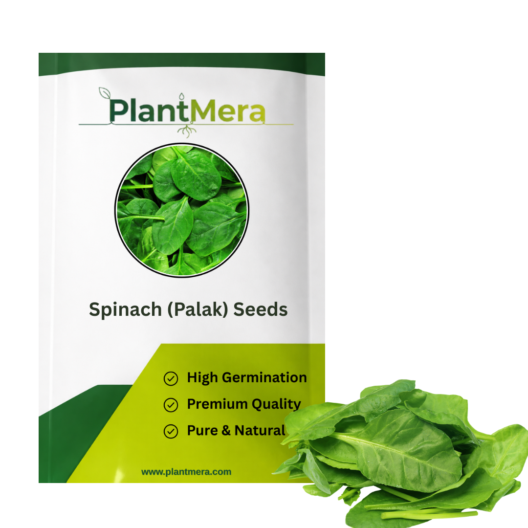 untreated spinach seeds for organic gardening Spinach seeds for organic gardening