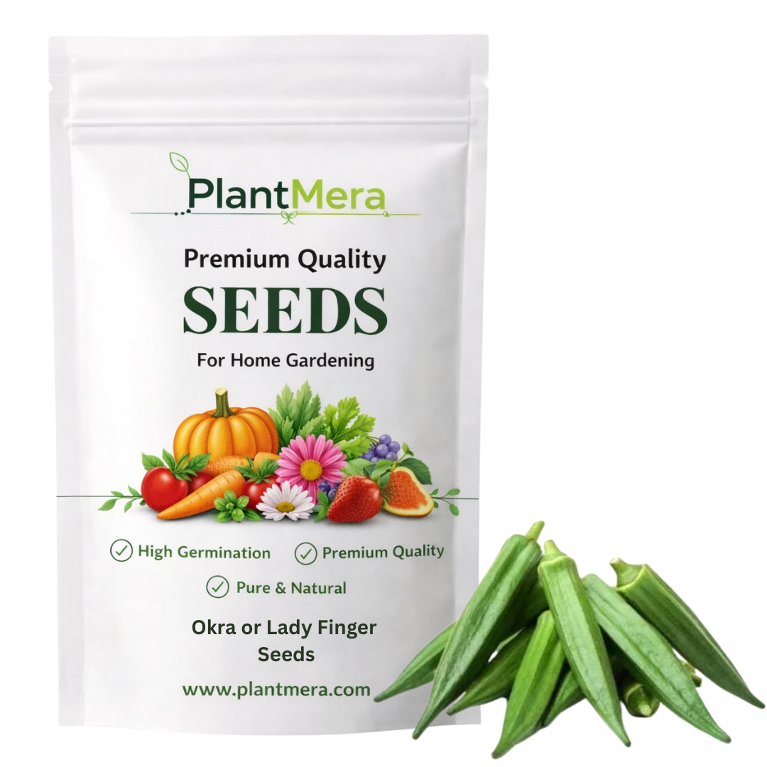 untreated okra or lady finger seeds for organic gardening 50 seeds (bhindi/ भिन्डी के बीज) easy to grow, high germination, high yield okra seeds for home gardening untreated okra or lady finger seeds for organic gardening 50 seeds (bhindi/ भिन्डी के बीज) easy to grow, high germination, high yield okra seeds for home gardening