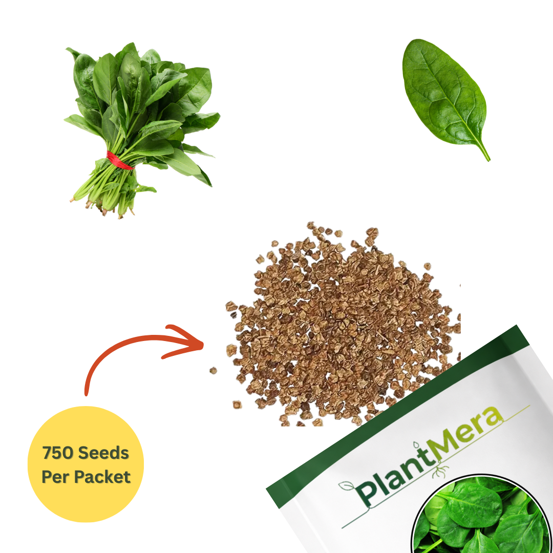 untreated spinach seeds for organic gardening 750 seeds (palak/ पालक के बीज) untreated spinach seeds for organic gardening 750 seeds (palak/ पालक के बीज)