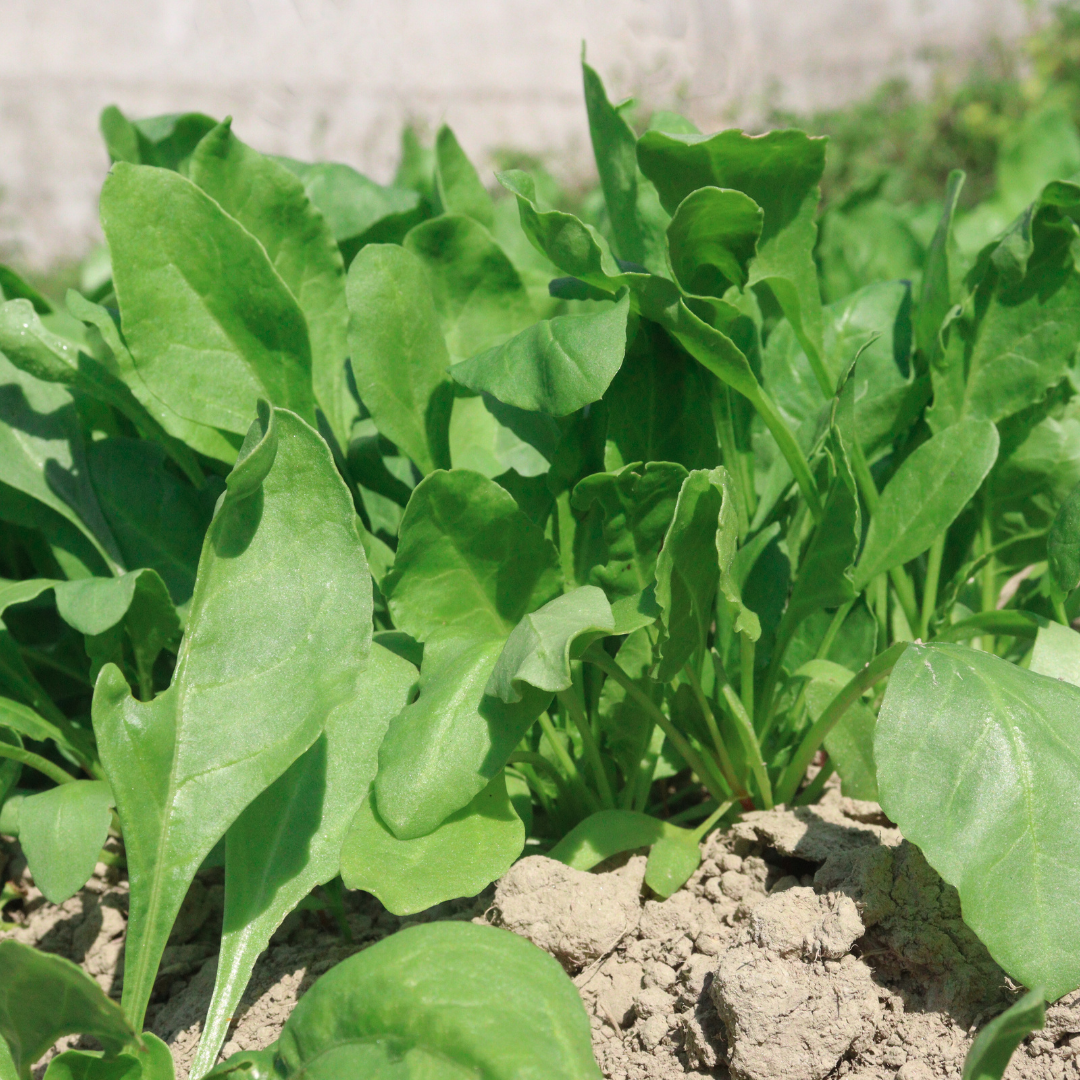 untreated spinach seeds for organic gardening 750 seeds (palak/ पालक के बीज) untreated spinach seeds for organic gardening 750 seeds (palak/ पालक के बीज)