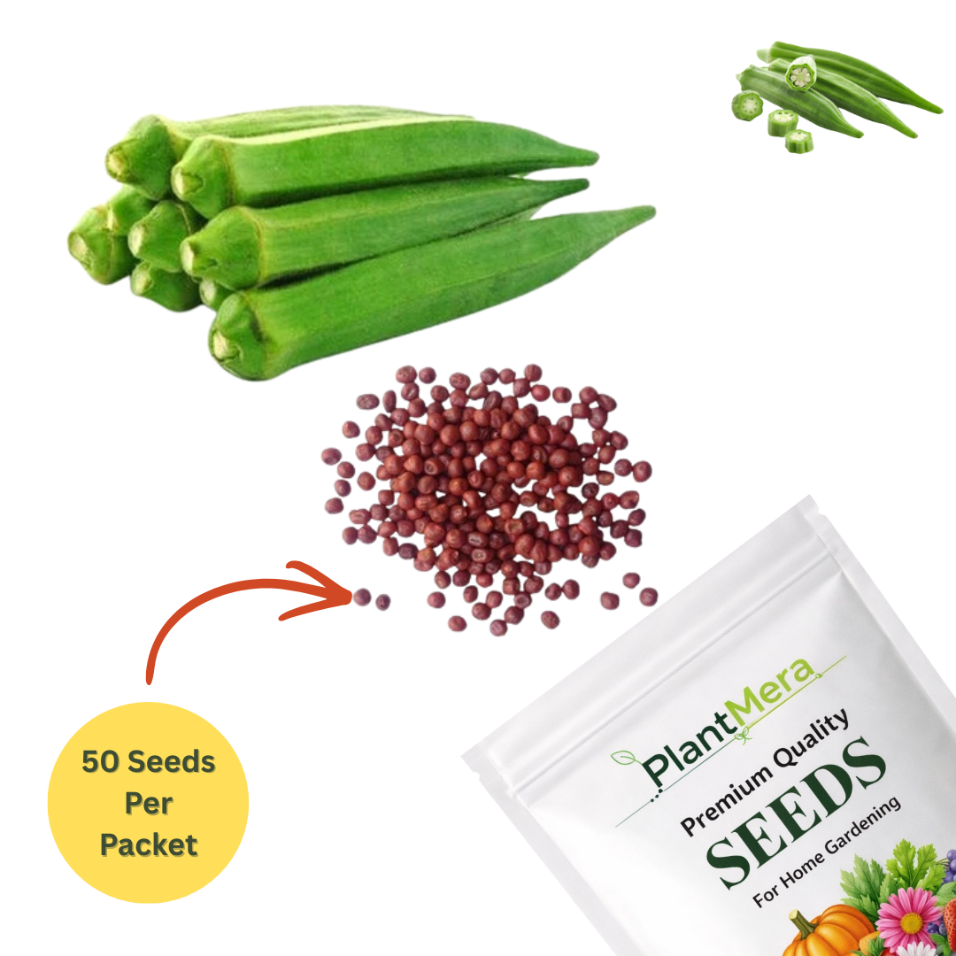 Okra Seeds (Lady Finger) Okra Seeds (Lady Finger)