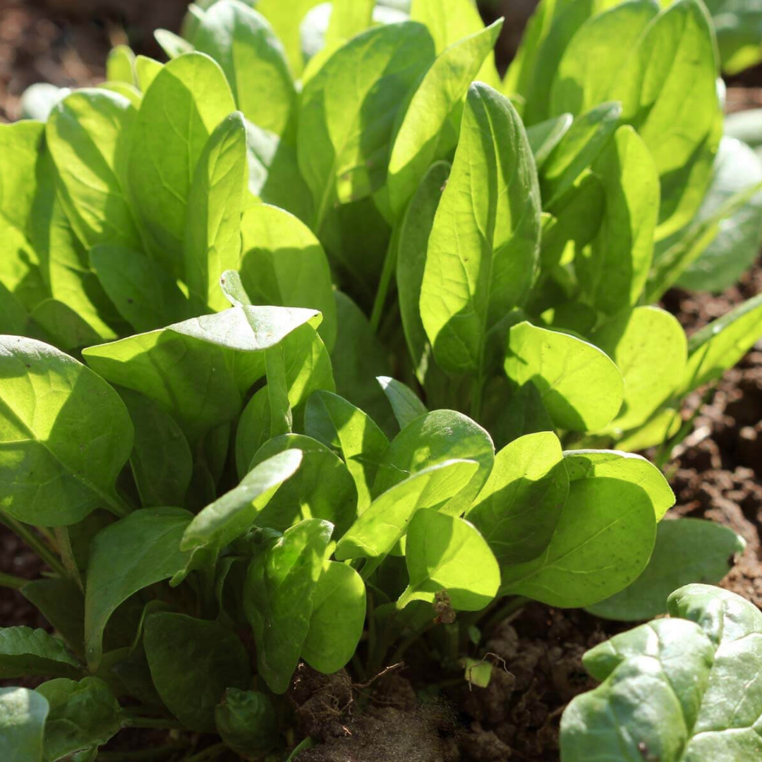untreated spinach seeds for organic gardening 750 seeds (palak/ पालक के बीज) untreated spinach seeds for organic gardening 750 seeds (palak/ पालक के बीज)
