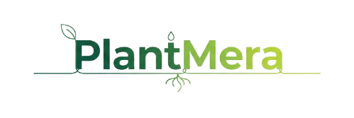 gemini generated image ap1sfuap1sfuap1s removebg preview