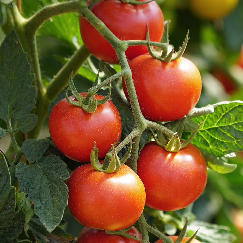 untreated tomato seeds for organic gardening 50 seeds (tamatar/टमाटर के बीज) high germination/ easy to grow/ ideal for terrace/kitchen gardening untreated tomato seeds for organic gardening 50 seeds (tamatar/टमाटर के बीज) high germination/ easy to grow/ ideal for terrace/kitchen gardening