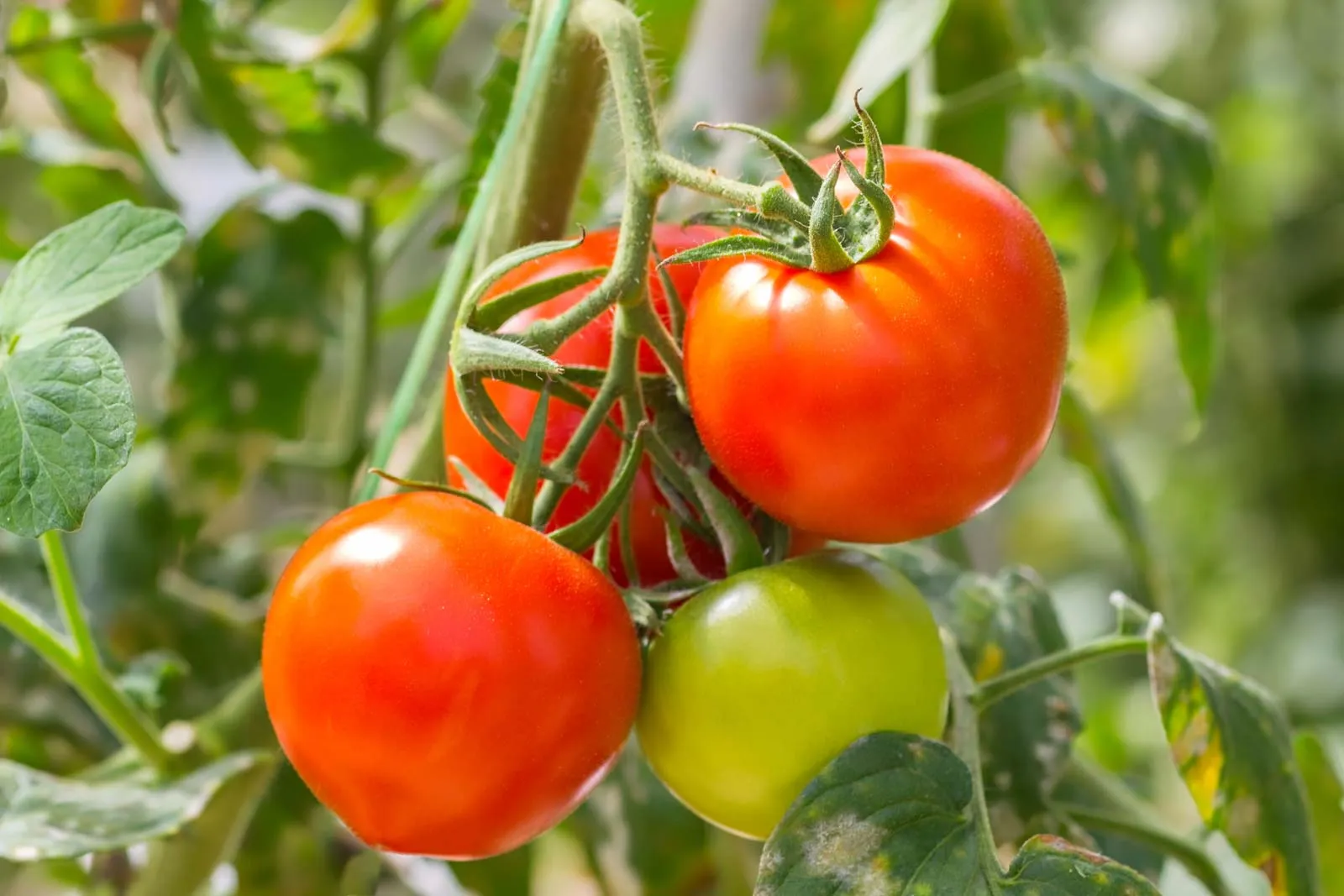 untreated tomato seeds for organic gardening 50 seeds (tamatar/टमाटर के बीज) high germination/ easy to grow/ ideal for terrace/kitchen gardening untreated tomato seeds for organic gardening 50 seeds (tamatar/टमाटर के बीज) high germination/ easy to grow/ ideal for terrace/kitchen gardening